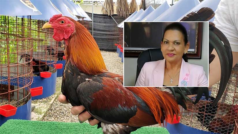 Roban de residencia de gobernadora de Espaillat, gallos de peleas por valor a los 10 millones pesos