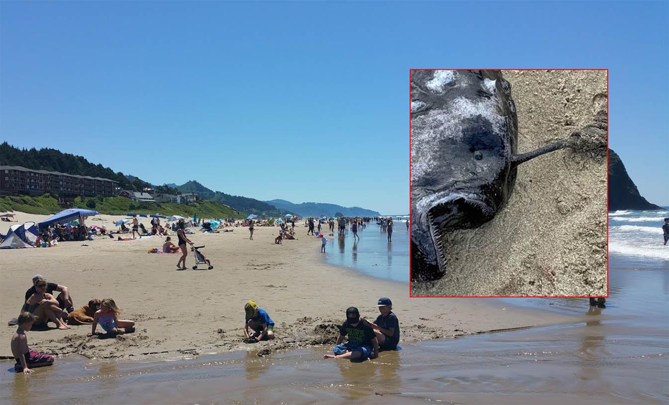 Un extraño pez de aguas profundas, nunca antes visto por humanos, apareció en la costa de EEUU