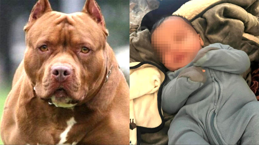 Dos perros pitbull atacaron y ultimaron a bebé de tres meses en NY