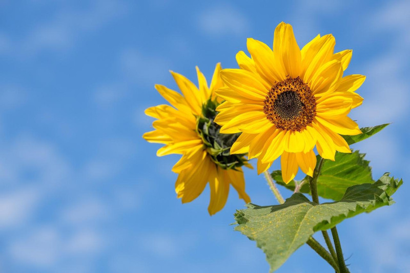 ¿Por qué las chicas quieren flores amarillas este 21 de septiembre?