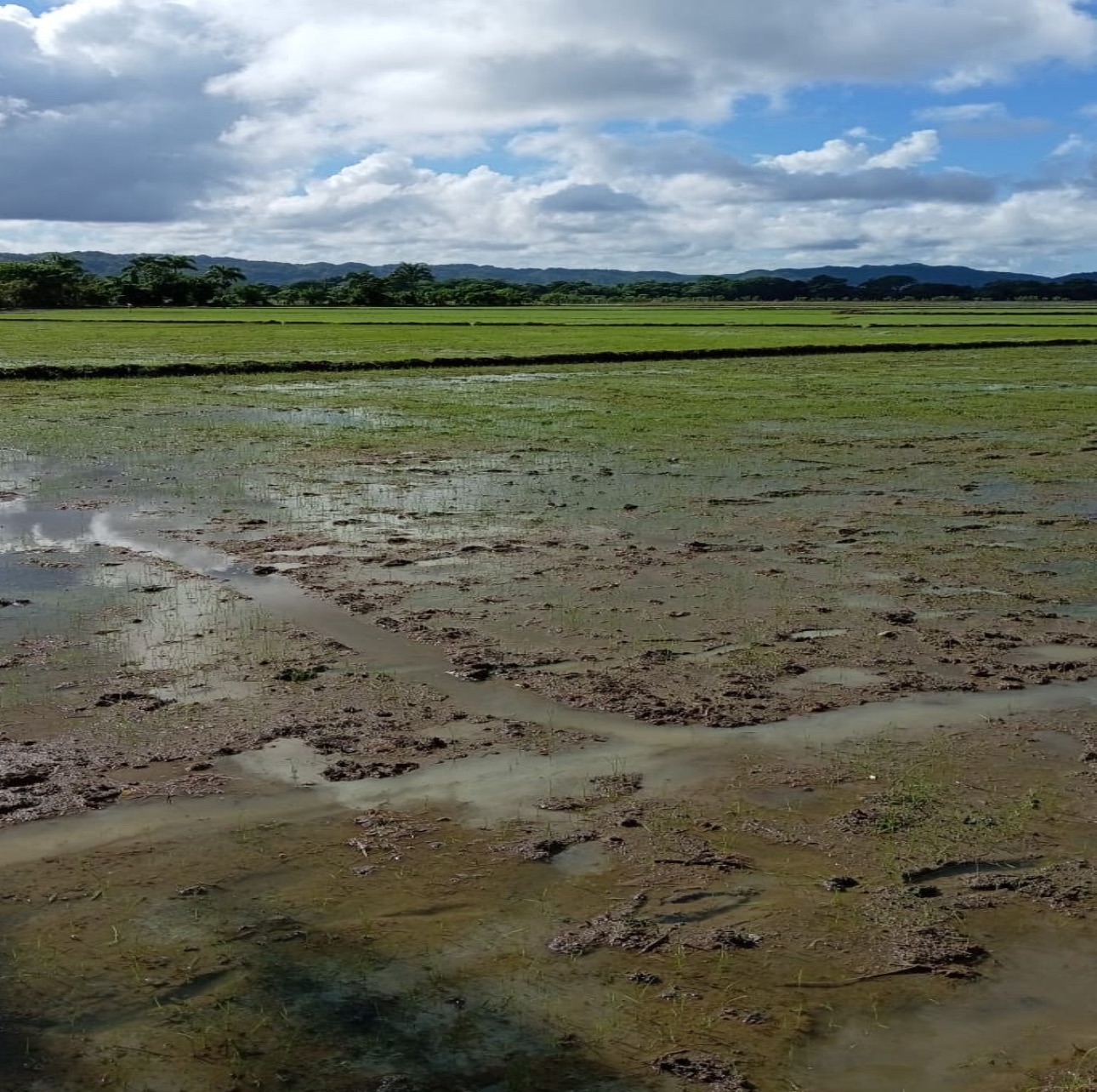 IAD avanza trabajos de preparación de tierra gratuita en Sabana de la Mar