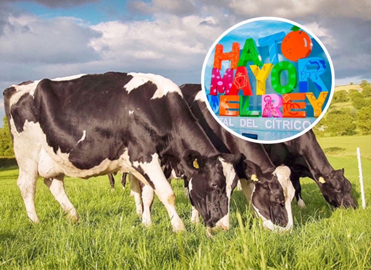 Denuncian robo de 26 vacas en un solo día sacude a ganaderos de Hato Mayor