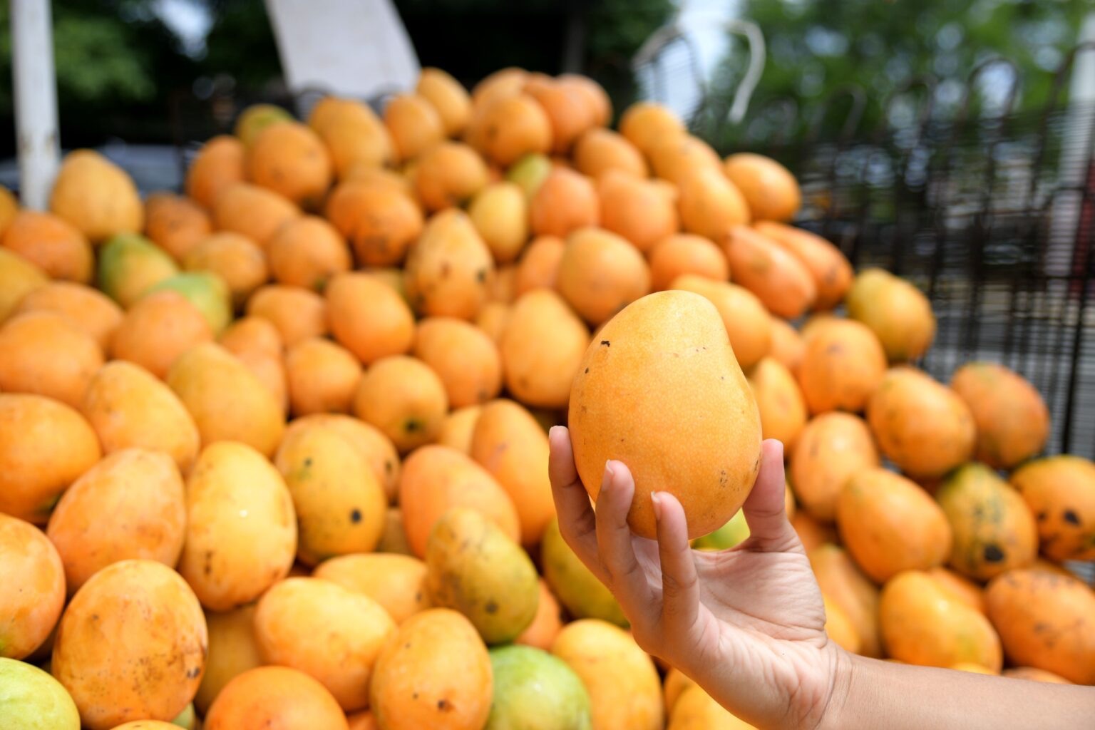 Anuncian feria Expomango 2025
