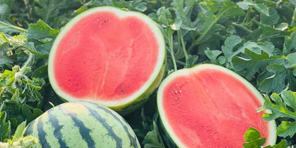 RD marca hito en la agricultura con semillas de sandía de alto rendimiento 1 img 6227 1