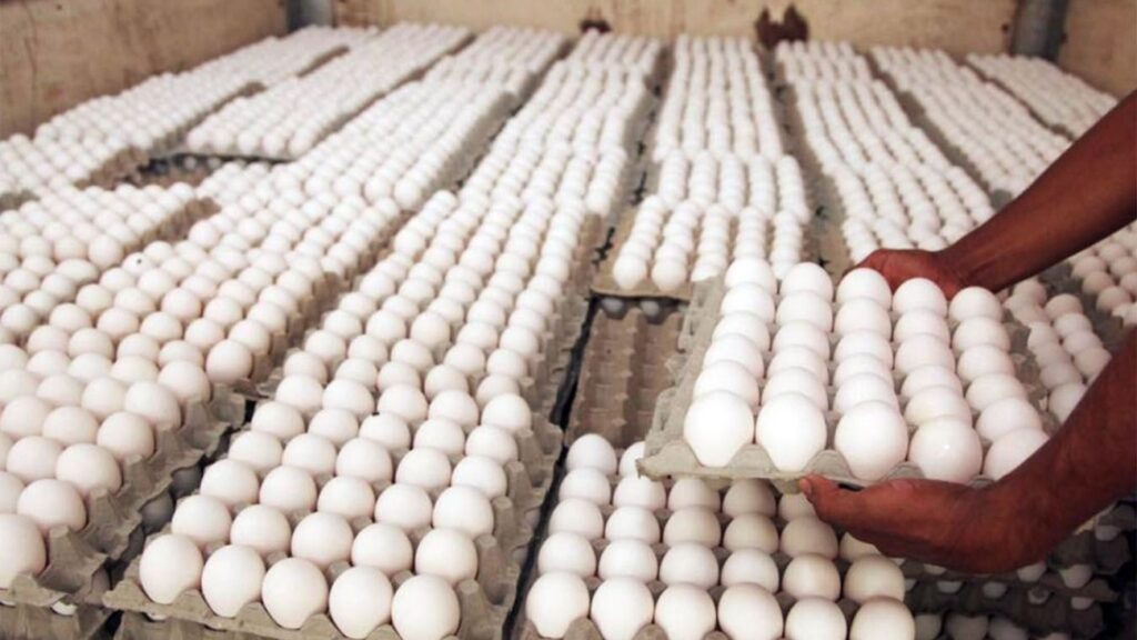 RD se posiciona como referente regional en producción y exportación de huevos 1 img 6973 1