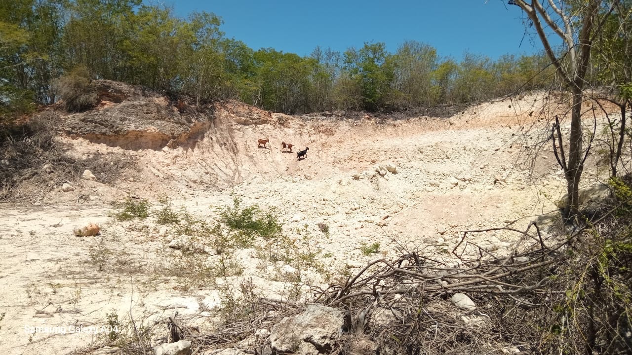 Denuncian deforestación en el Cachón de Barahona