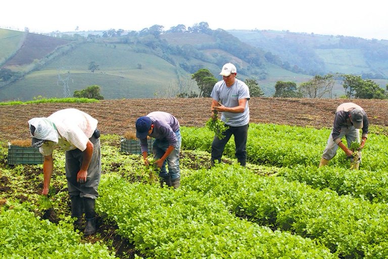 La agricultura es el quinto generador de empleo del Cibao 1 img 0109