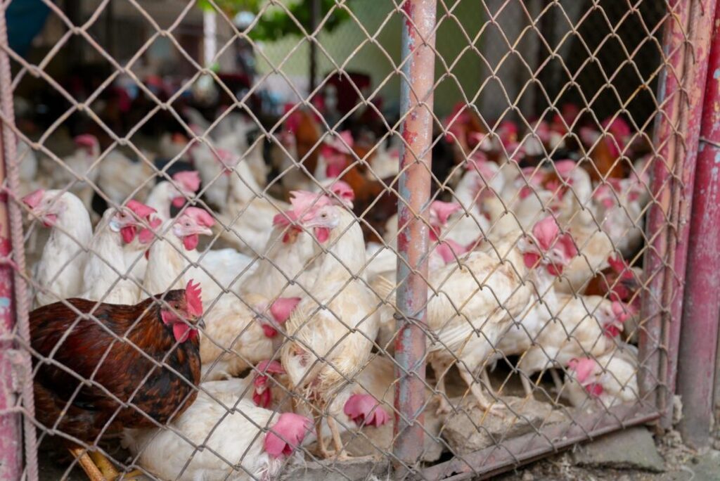ADA dice hay suficientes pollos para el mercado nacional pese a "merma natural" 1 img 8690 1