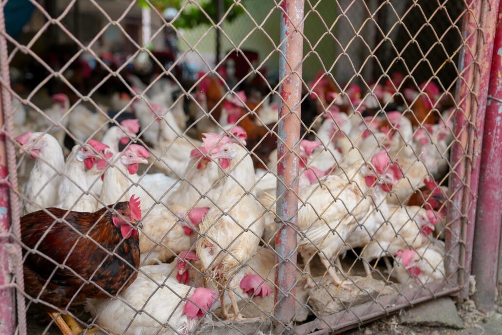 ADA dice hay suficientes pollos para el mercado nacional pese a “merma natural”