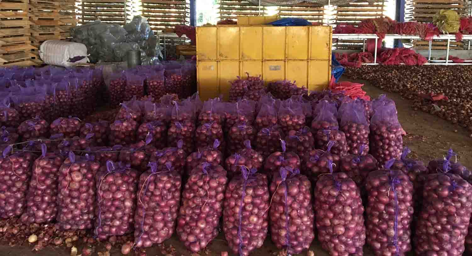 Productores e importadores de cebolla exigen pagos y permisos pendientes