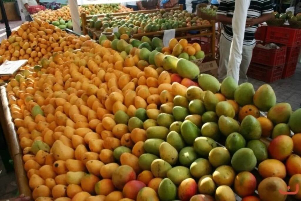 Azua se ha posicionado como la segunda productora de mango para exportación en la RD 1 img 9292 1