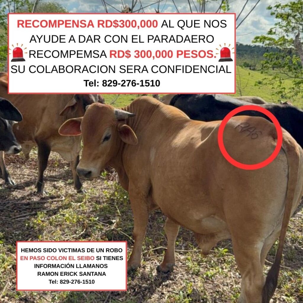 Denuncian robo de 30 toros valorados en más de 3 millones de pesos en El Seibo; ofrecen recompensa de RD$300,000 2 img 9367 1