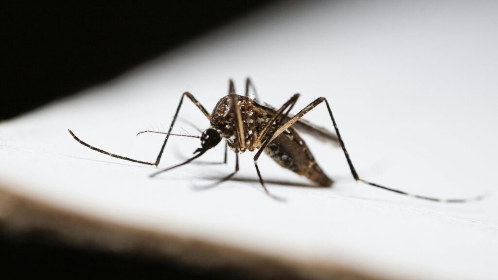 Salud Pública reporta aumento de enfermedades infecciosas: malaria, dengue y leptospirosis entre las principales 1 img 9708