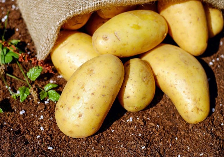 Producción de papa en RD rompe récord histórico con 800,000 quintales en 2024 1 img 9935