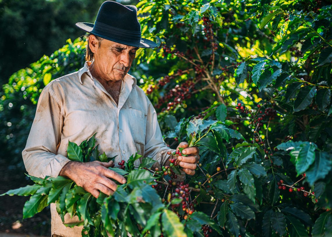Líneas de crédito ganan terreno en sector agropecuario dominicano tras aumentar un 62.7% desde 2018
