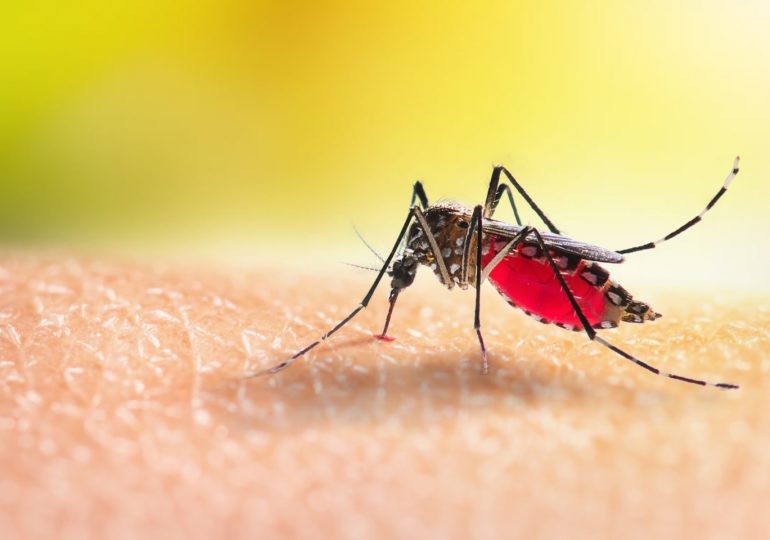 Salud Pública reporta 697 casos de malaria y 165 de dengue en lo que va de 2025 1 img 1821