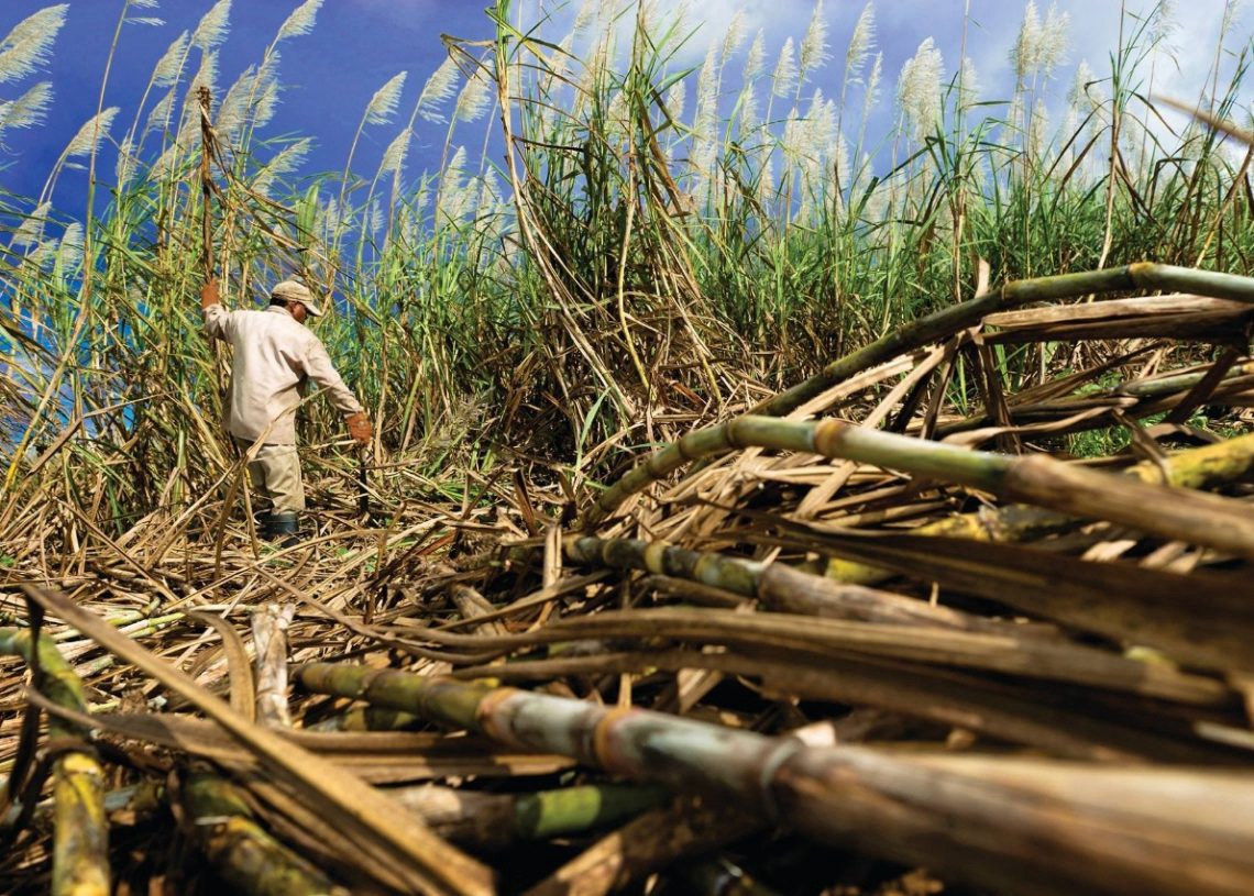 Fedoca: sector azucarero dominicano enfrenta desafío de mecanización