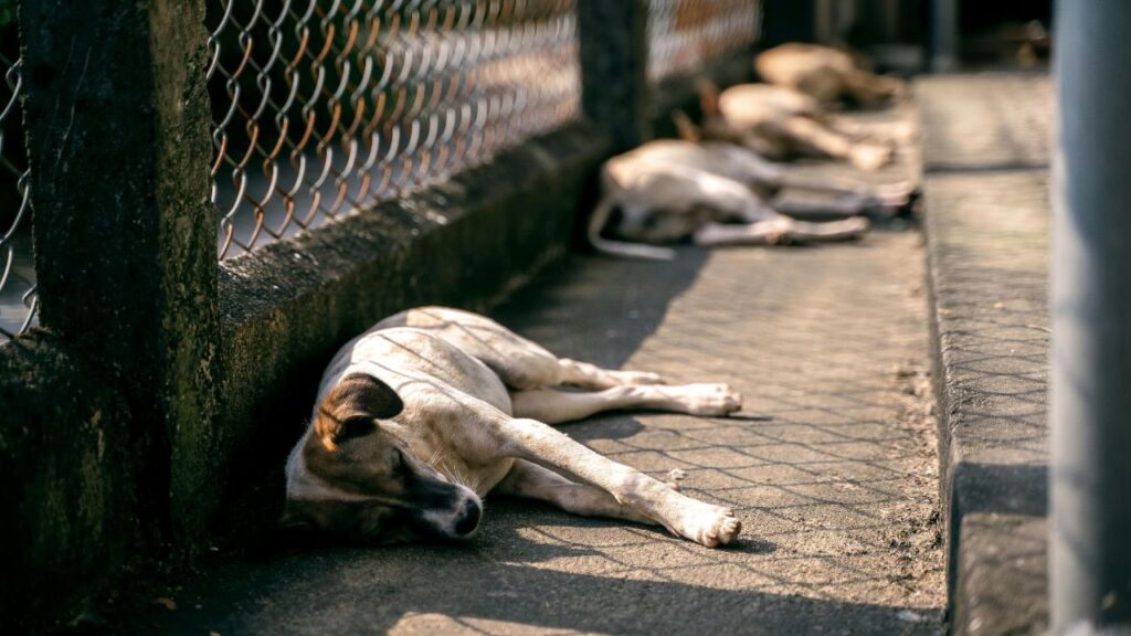 Denuncian envenenamiento de perros en El Cabao, El Valle 4 img 3562