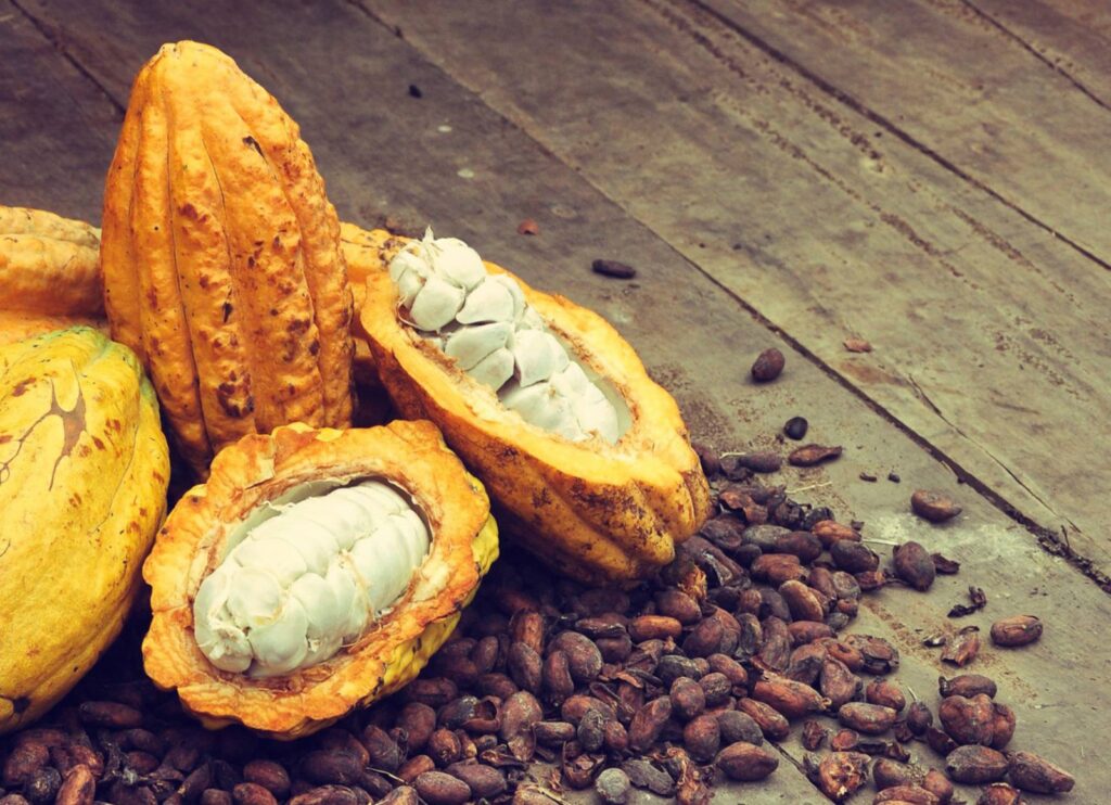 CNC: “Si hay un cultivo capaz de impactar el PIB hacia 2036 es el cacao” 1 img 4959