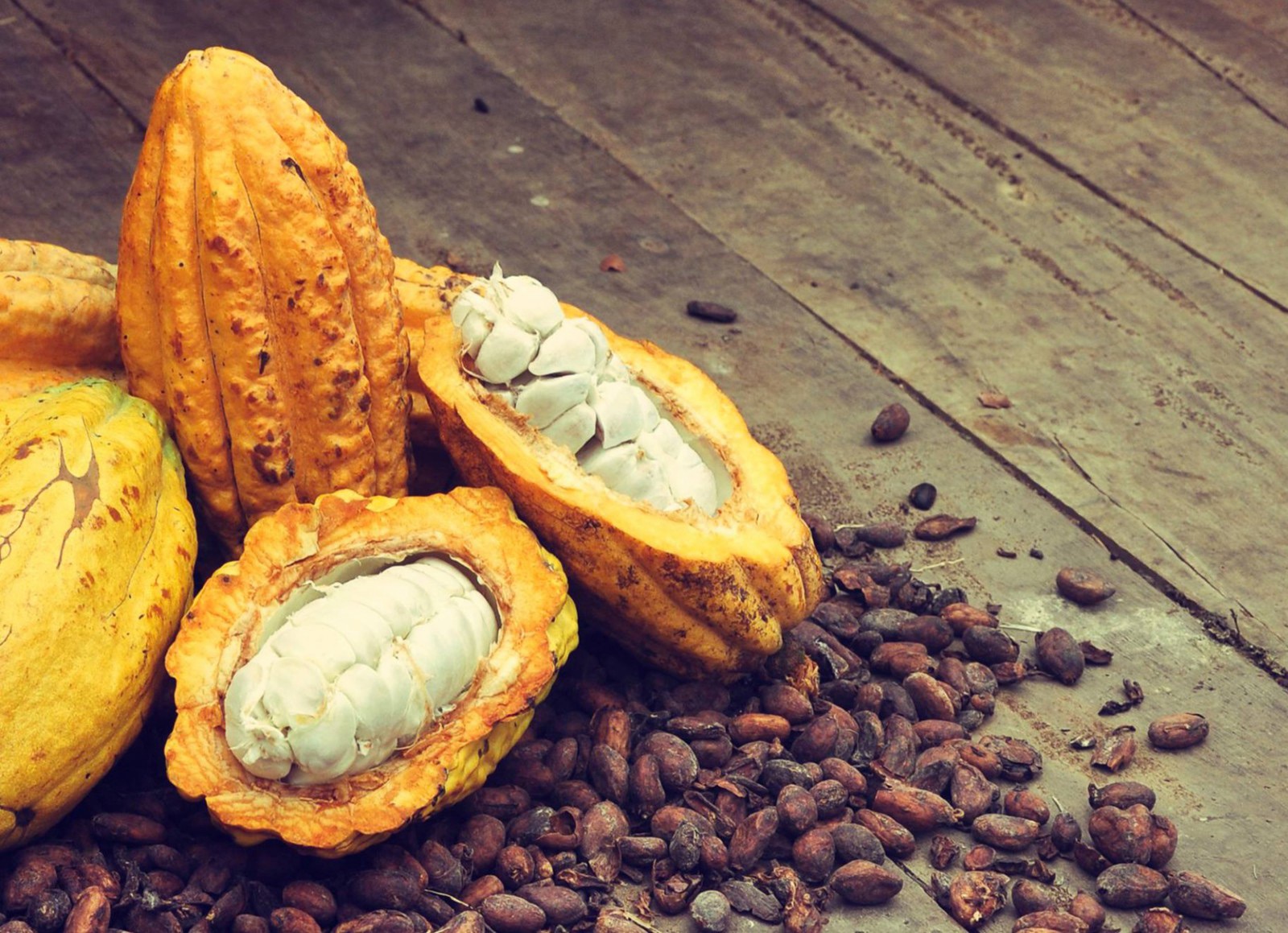CNC: “Si hay un cultivo capaz de impactar el PIB hacia 2036 es el cacao”