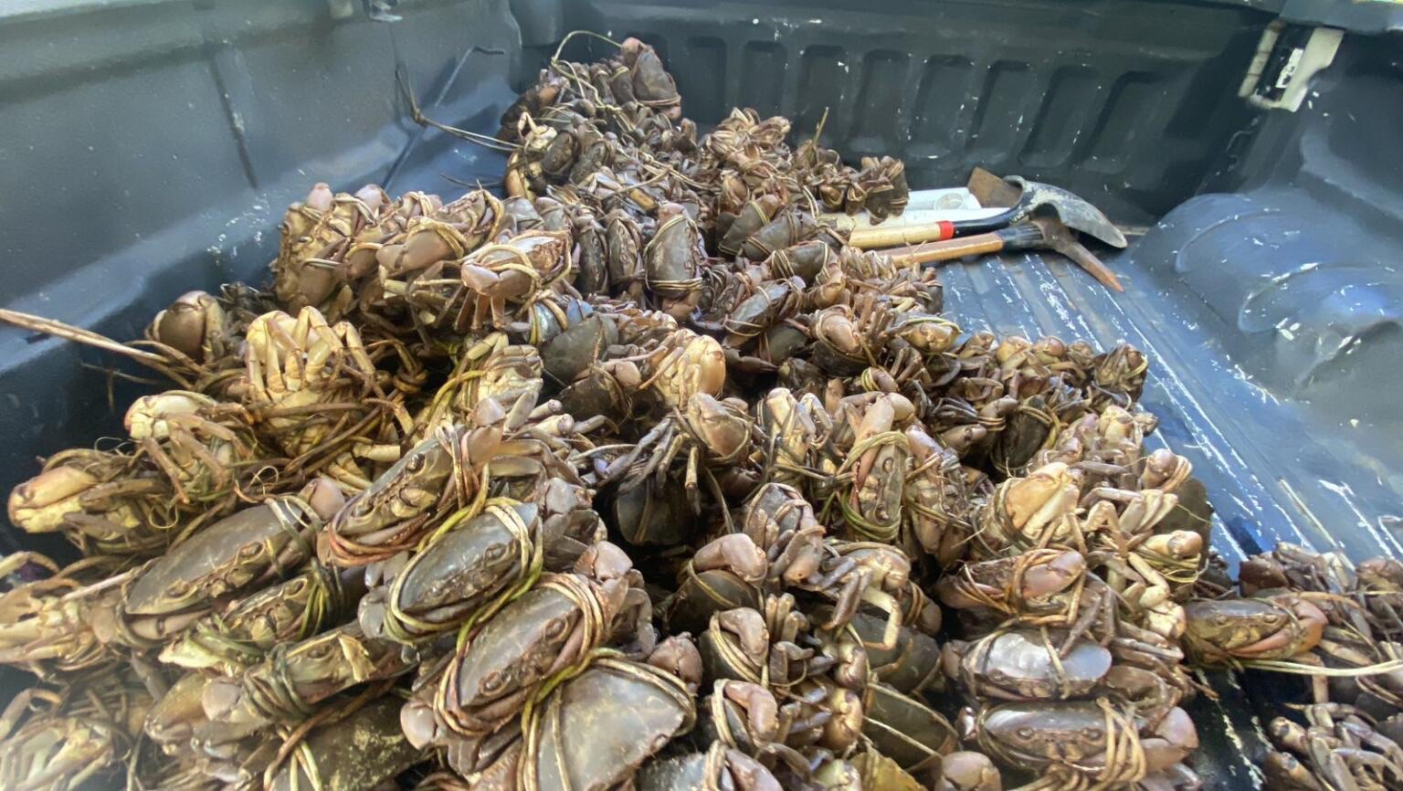 Medio Ambiente detiene Vehículo con 37 Docenas de Jaibas en Hato Mayor