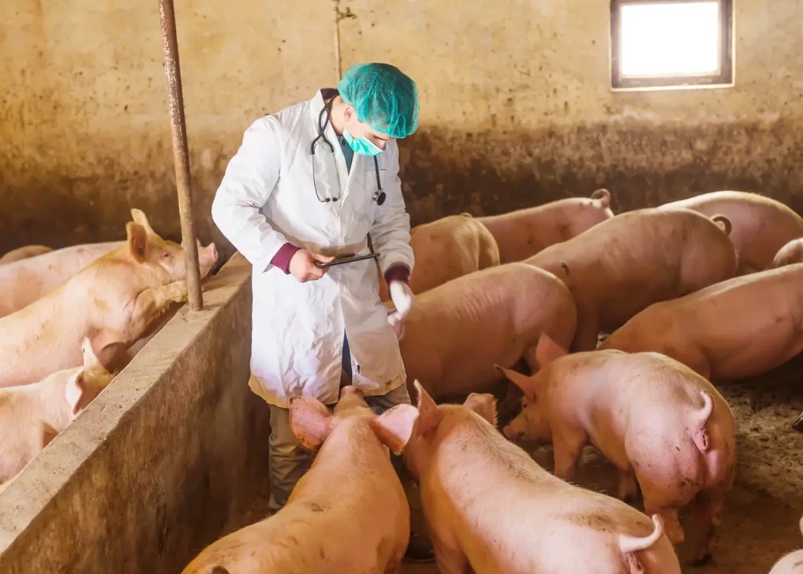 RD cierra Plan de Bioseguridad Porcina con la adhesión de 637 predios