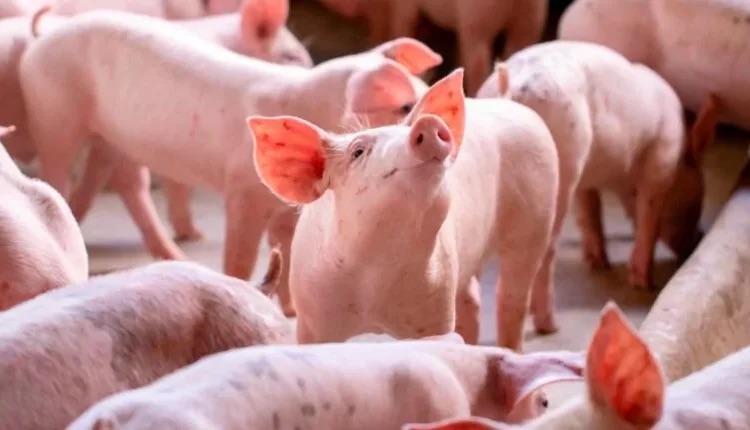 República Dominicana suspende importación de carne de cerdo desde España tras brote de PPA 1 img 0087