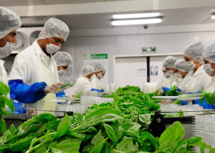 FAO urge a productores a elevar estándares internacionales para impulsar las exportaciones 1 img 0569