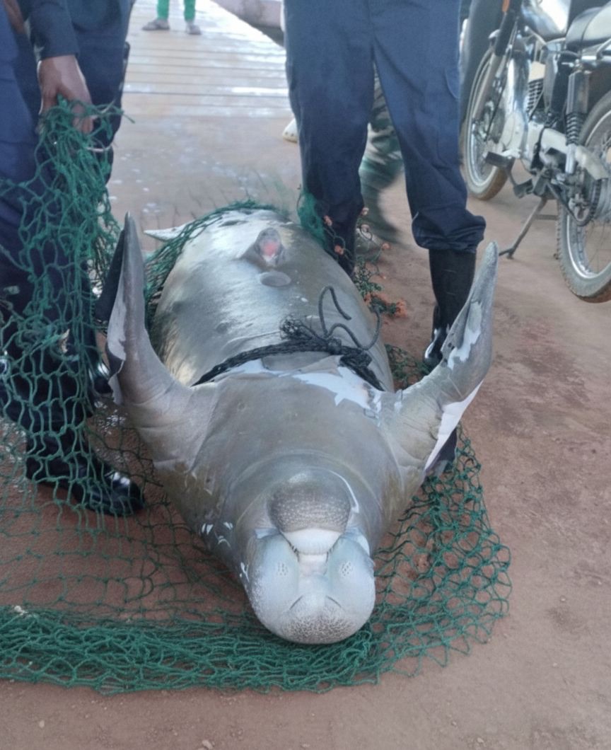 Hallan manatí sin vida en la playa de Sabana de la Mar