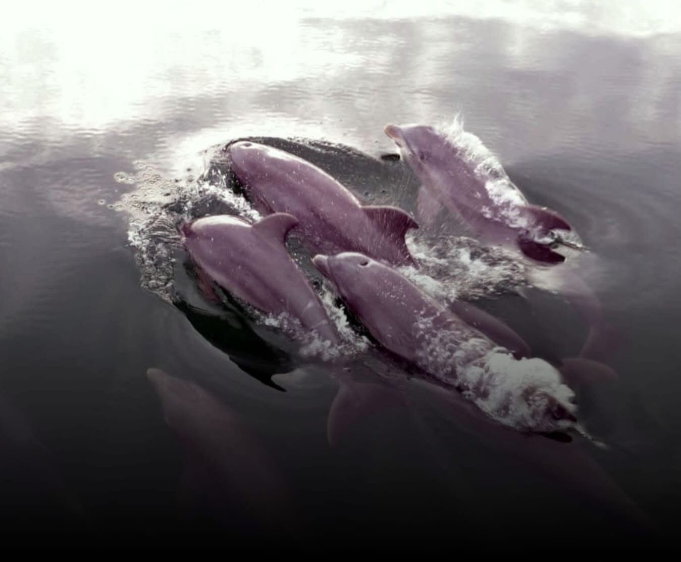 Avistamiento de delfines con cría en Los Haitises y llegada temprana de ballenas jorobadas en Samaná