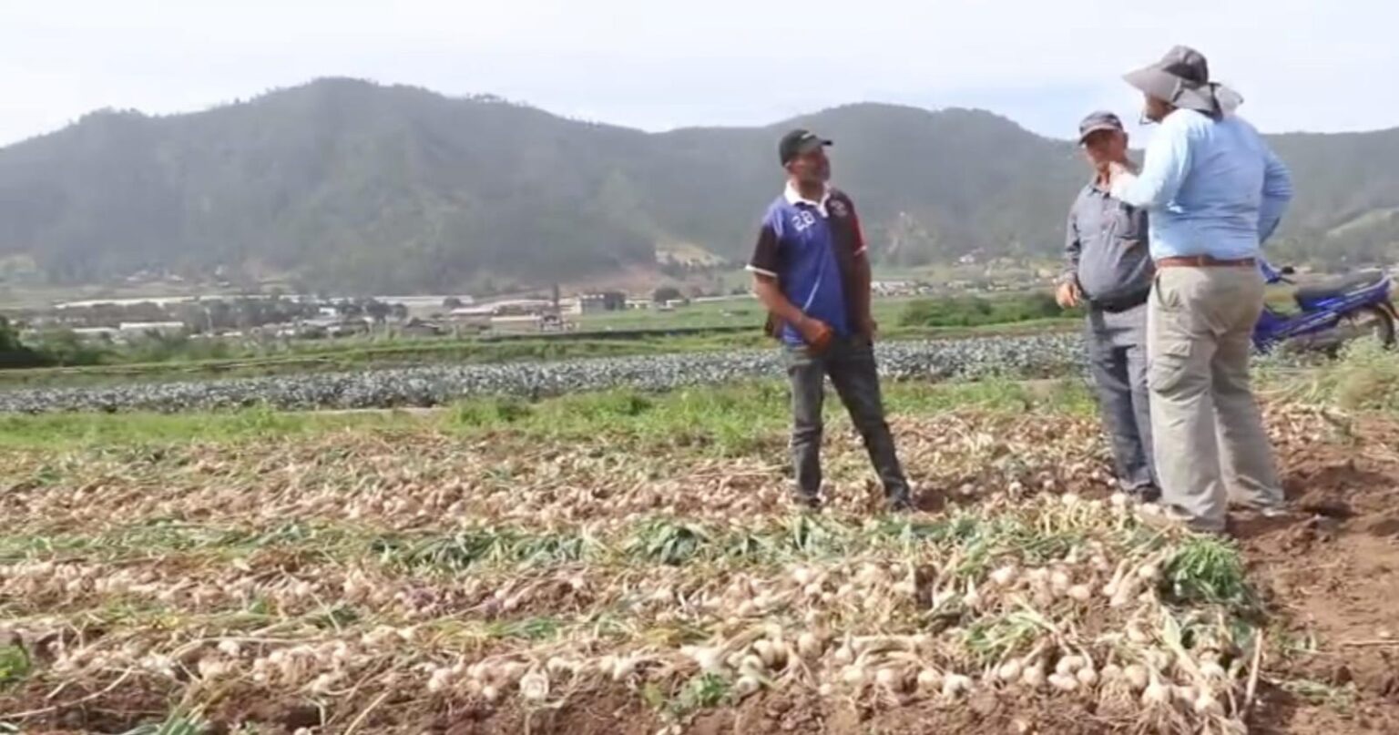 Agricultores de Constanza demandan financiamiento para siembra de ajo