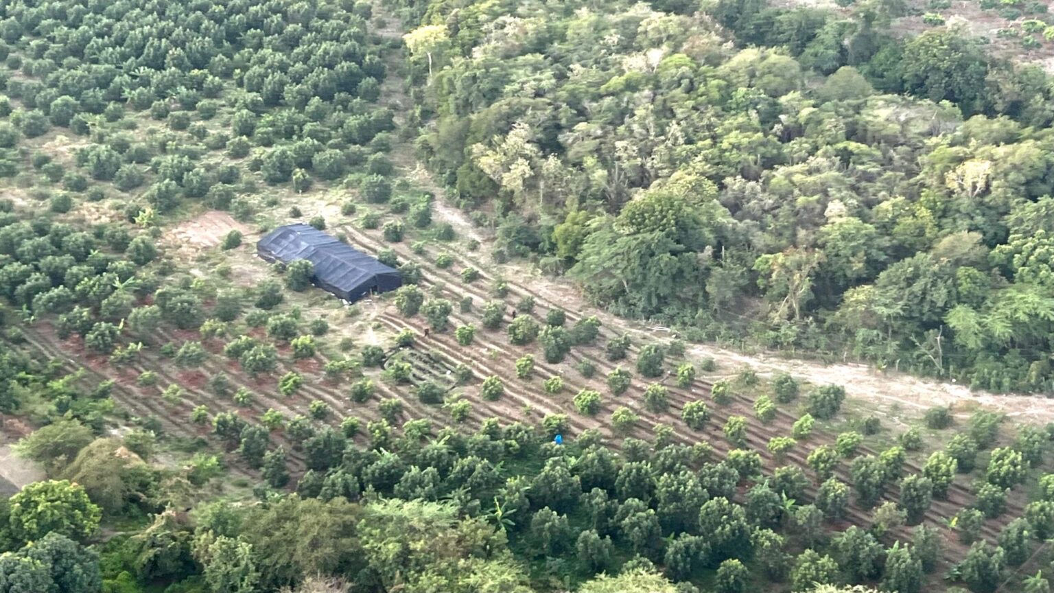 Ministerio Público y DNCD persiguen a tres hombres por cultivo de marihuana desmantelado en Baní