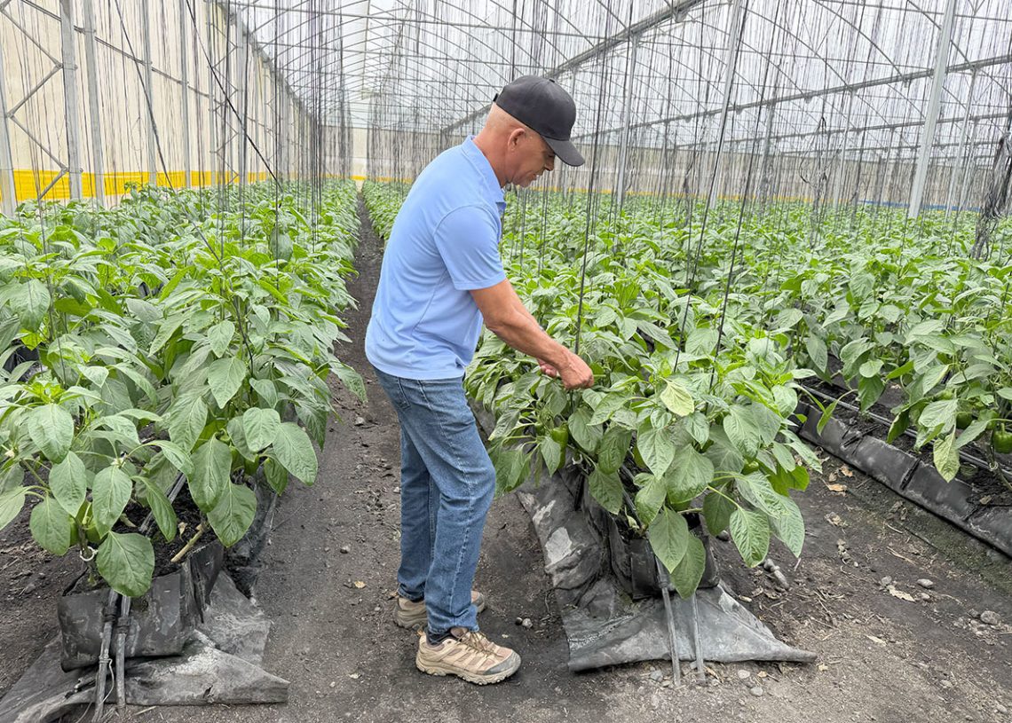 Una plaga de trips amenaza cultivos en los invernaderos