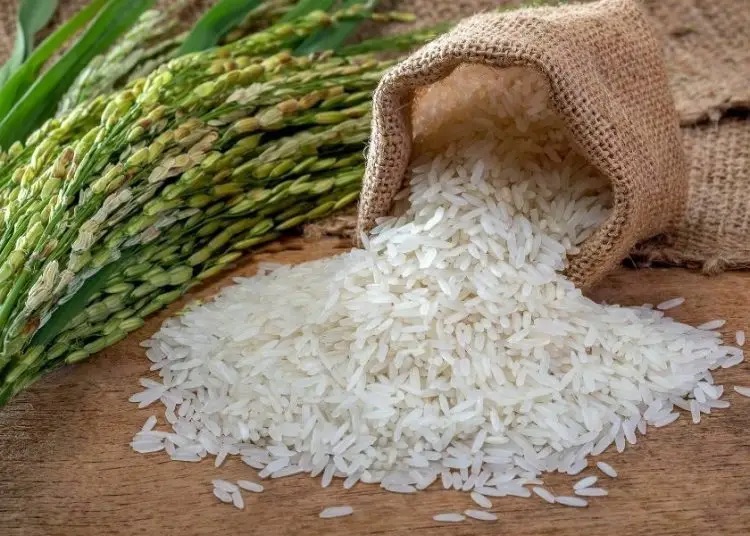 La región Norte concentra el 91.5% de la producción nacional de arroz