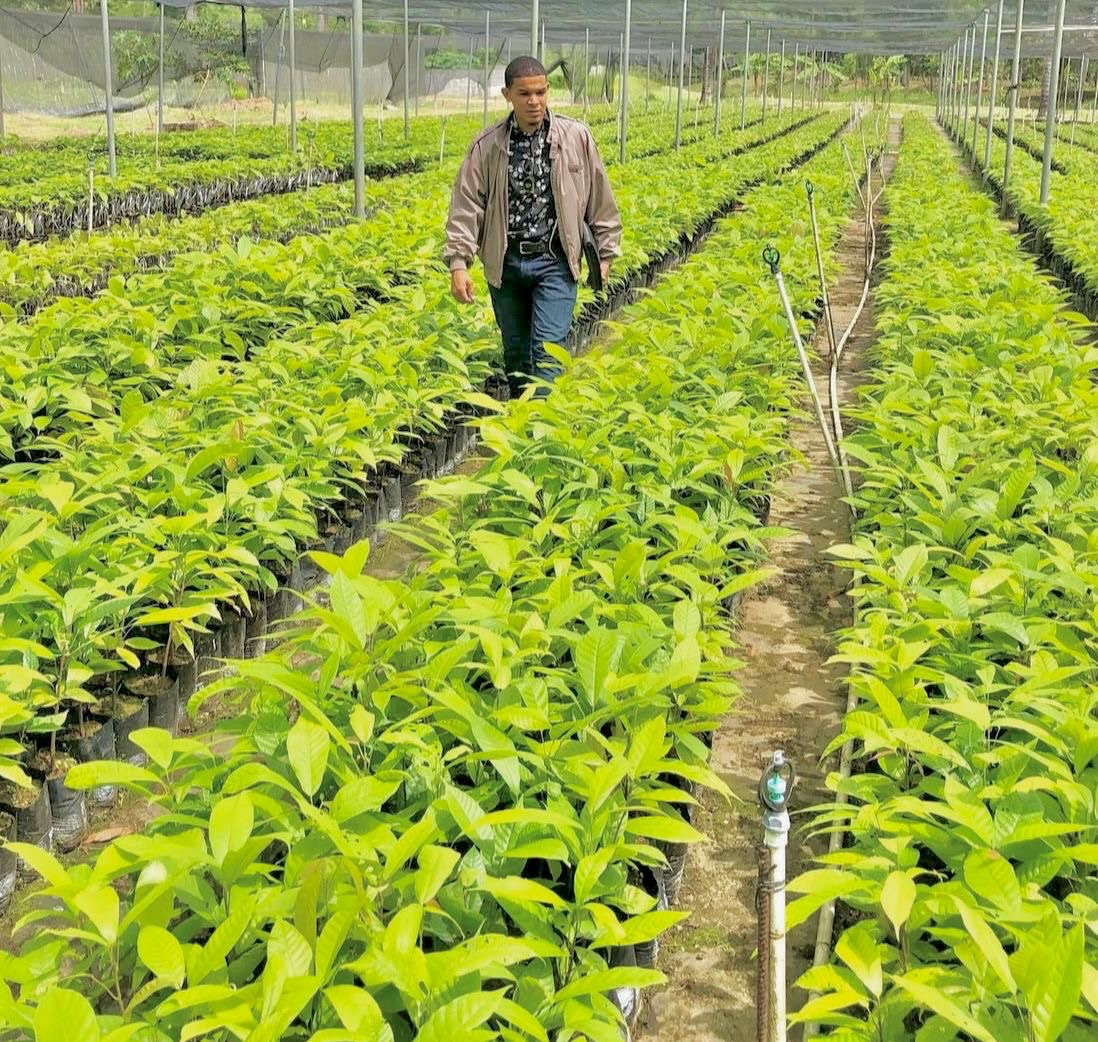 El Cacao registra un descenso significativo en su cotización internacional