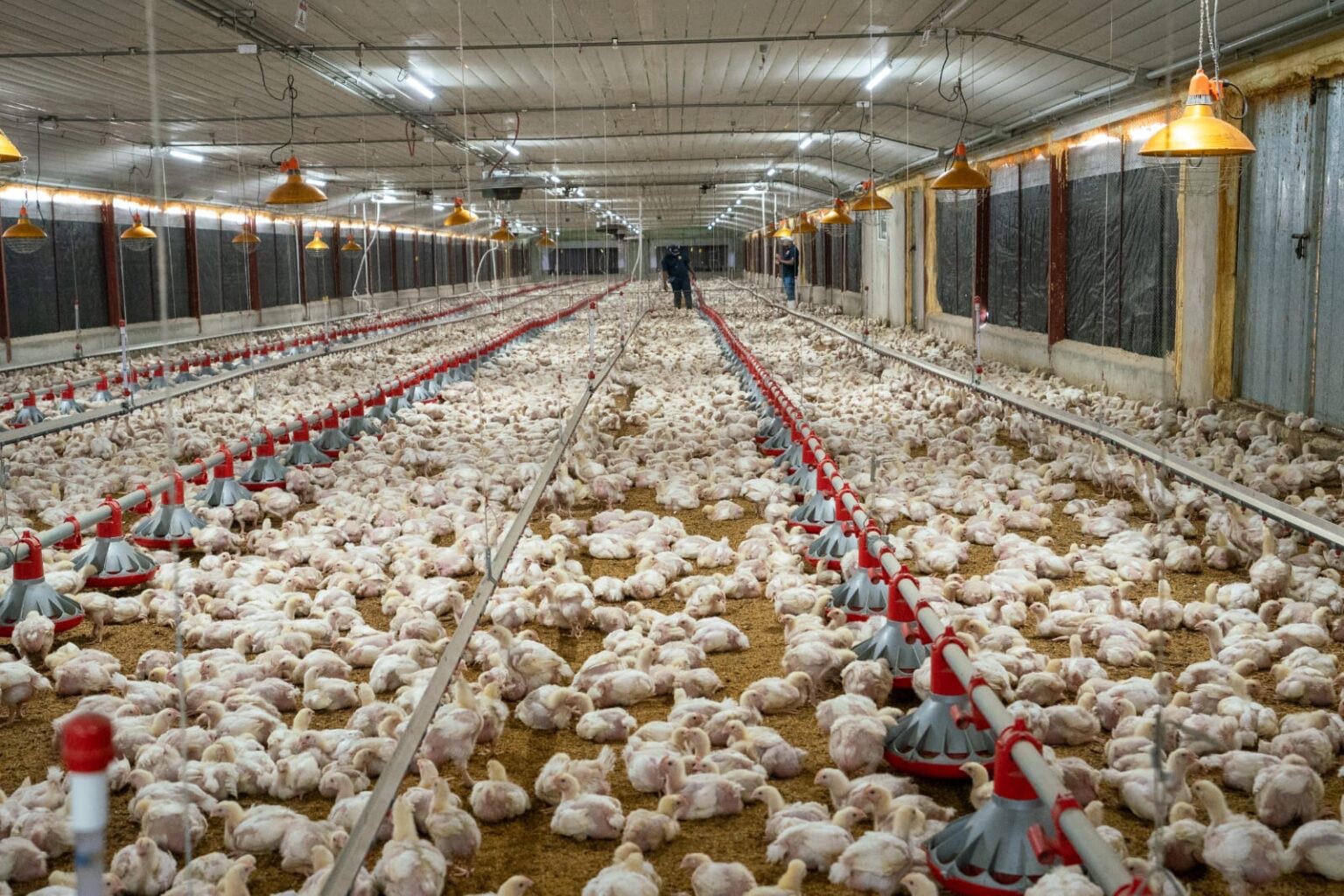 Avicultores garantizan pollos ni huevos subirán pese a crisis internacional