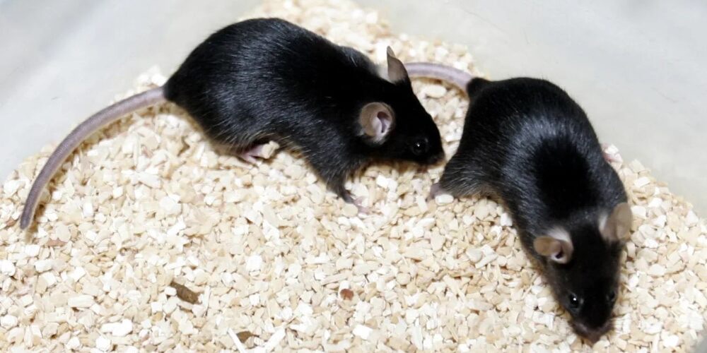 Un estudio con ratones revela que los daños de los azúcares artificiales pasan a los hijos