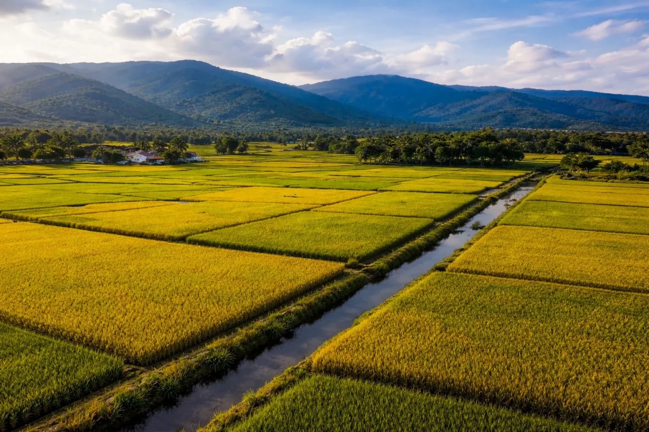 Gobierno anuncia RD se convierte en el mayor productor de arroz del Caribe y Centroamérica