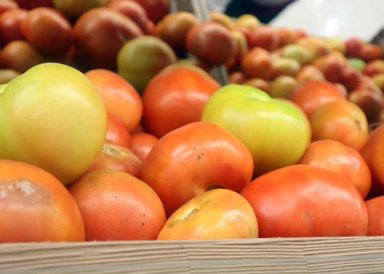 Producción de tomate impulsa exportaciones y dinamiza la economía en RD