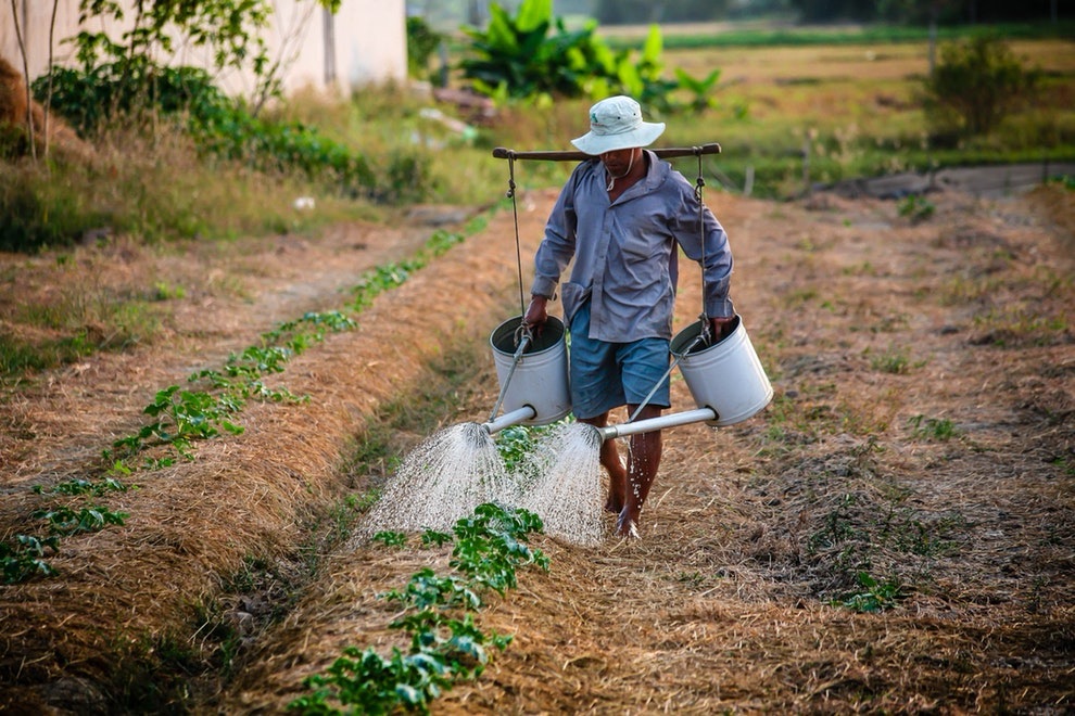 Carreras agrícolas no son atractivas para estudiantes dominicanos