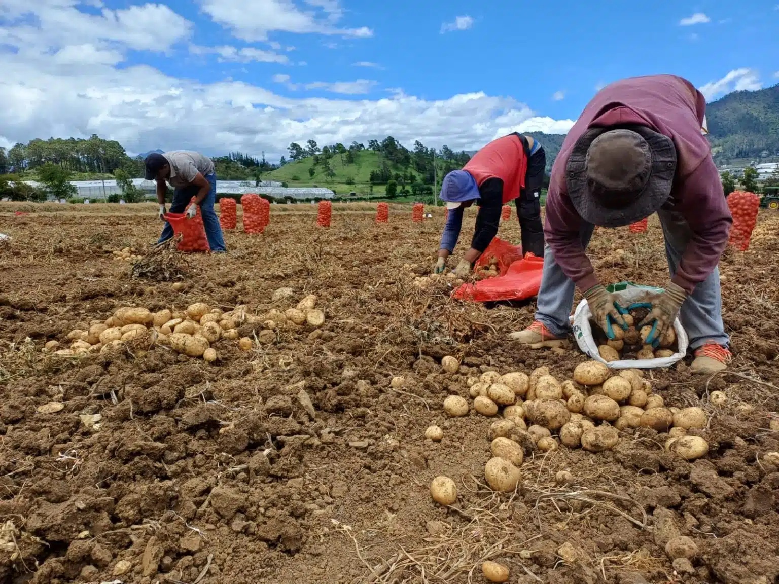 Productores de Constanza denuncian importaciones, altos costos y pérdidas golpean el sector