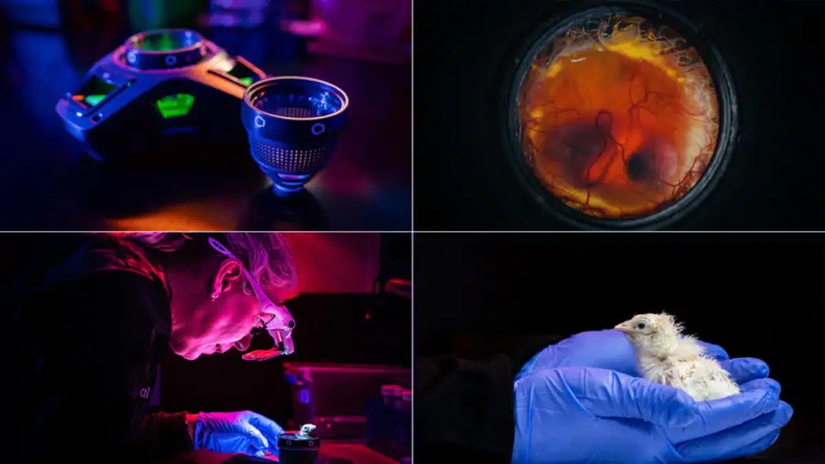 Nacen pollitos en huevos artificiales; empresa avanza hacia la “desextinción” de aves extintas