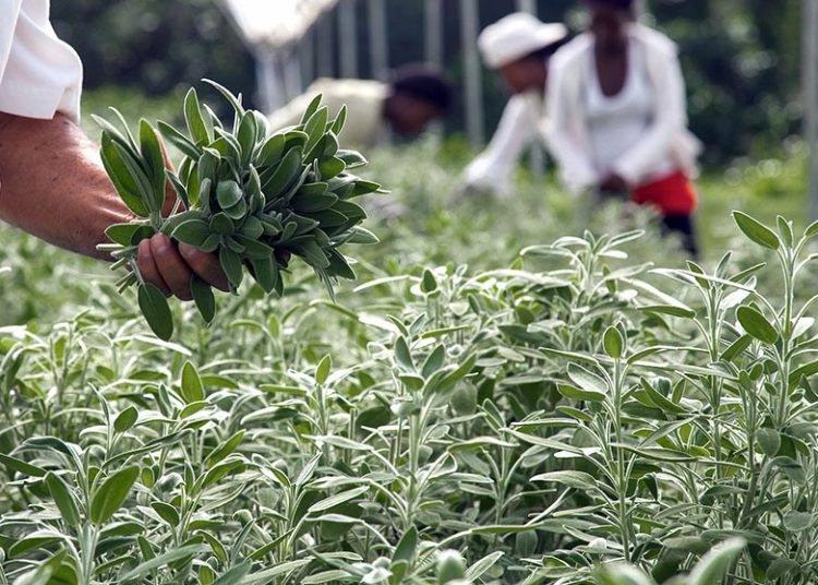 Las exportaciones de hierbas aromáticas alcanzaron 438 toneladas métricas