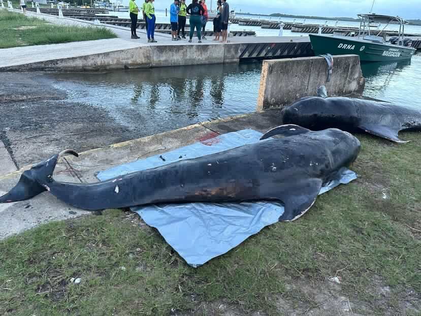 Denuncian consumo de dos ballenas kogia halladas muertas en playa de Azua