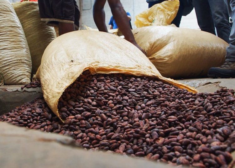 Cacao y arroz concentran la mayor parte del financiamiento agrícola