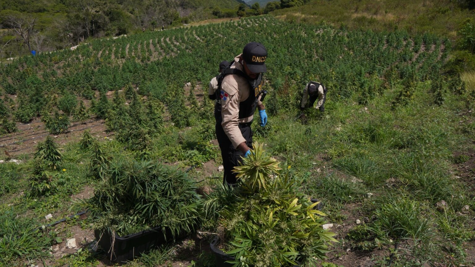 DNCD desmantela cultivo de marihuana en Ocoa; apresa a dos haitianos y un dominicano