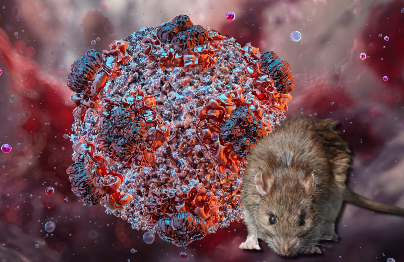 La OMS declarará el fin del brote de hantavirus el 2 de julio si no hay más casos
