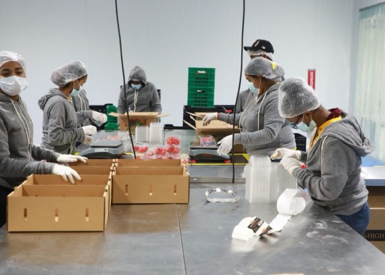 Zonas francas concentran el 56.9% de las exportaciones dominicanas