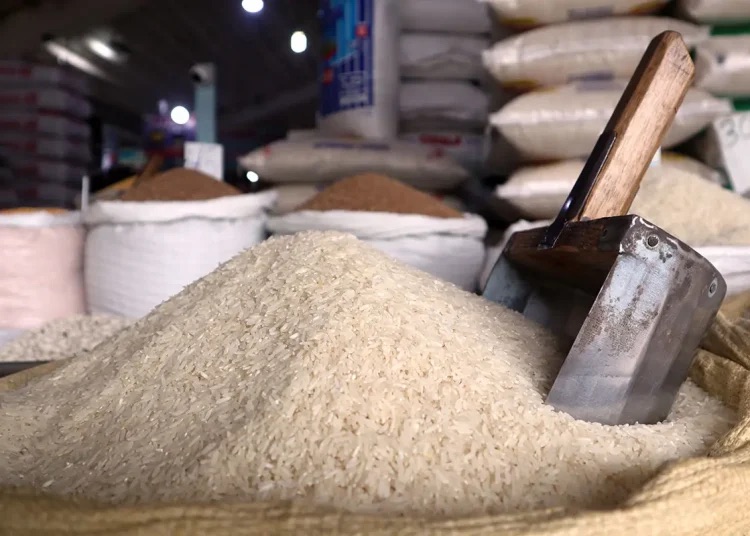 La producción de arroz alcanzó 14.78 millones de quintales cosechados en 2025