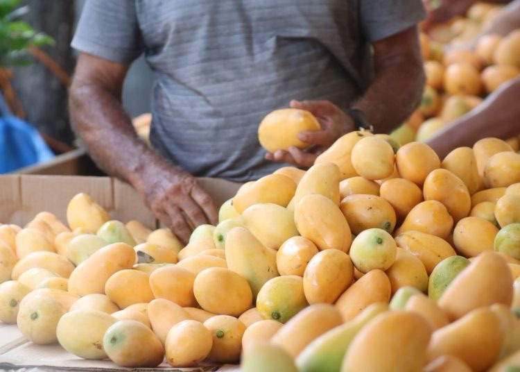 Estados Unidos había advertido a RD hace tres años sobre plaga en mangos